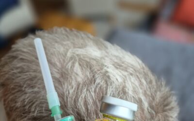 Mesotherapie – sanfte Behandlung für Gesundheit und Wohlbefinden